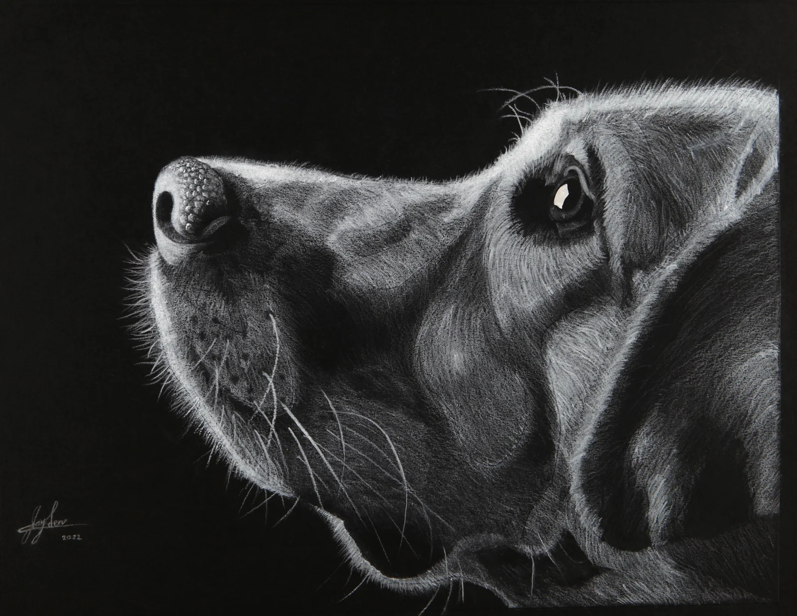 Labrador — Fine art