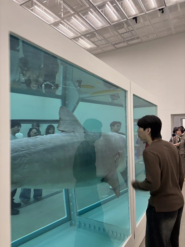 Looking at a shark sculpture in a turquoise gallery tank